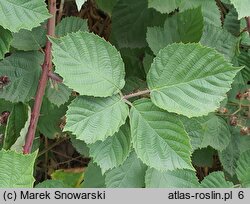 Rubus tiliaster