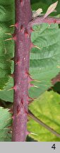 Rubus tiliaster