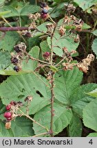 Rubus tiliaster