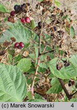 Rubus tiliaster