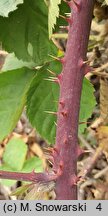 Rubus tiliaster