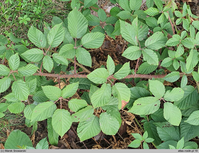 Rubus josholubii