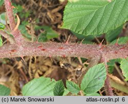 Rubus josholubii