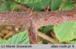 Rubus josholubii