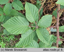 Rubus josholubii