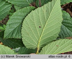 Rubus josholubii