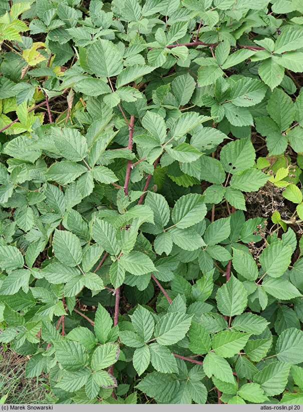 Rubus geminatus