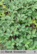 Rubus geminatus