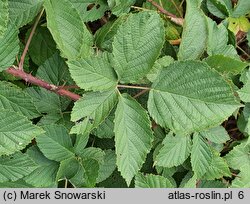 Rubus geminatus