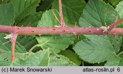 Rubus geminatus