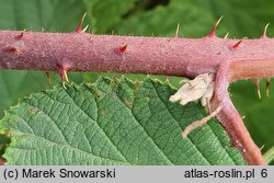 Rubus geminatus