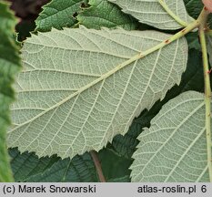 Rubus geminatus