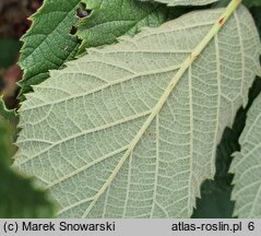 Rubus geminatus