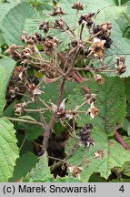 Rubus geminatus