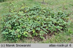 Rubus geminatus