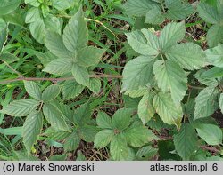 Rubus prissanicus (jeżyna pyrzycka)