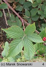 Rubus prissanicus (jeżyna pyrzycka)