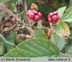 Rubus prissanicus (jeżyna pyrzycka)