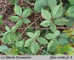 Rubus prissanicus (jeżyna pyrzycka)