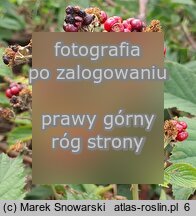 Rubus prissanicus (jeżyna pyrzycka)