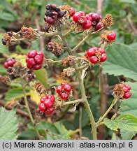 Rubus prissanicus (jeżyna pyrzycka)