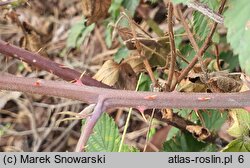 Rubus prissanicus (jeżyna pyrzycka)