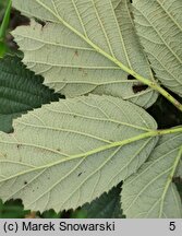 Rubus prissanicus (jeżyna pyrzycka)