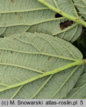 Rubus prissanicus (jeżyna pyrzycka)