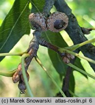 Quercus palustris (dąb błotny)