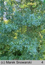 Quercus palustris (dąb błotny)