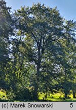 Quercus palustris (dąb błotny)