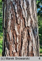 Pinus nigra (sosna czarna)