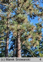 Pinus nigra (sosna czarna)