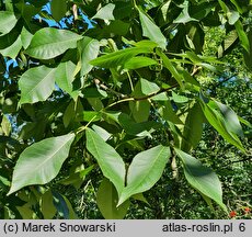 Carya laciniosa (orzesznik siedmiolistkowy)