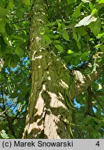 Carya laciniosa (orzesznik siedmiolistkowy)