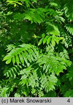 Pterocarya fraxinifolia (skrzydłorzech kaukaski)