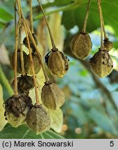 Tilia platyphyllos (lipa szerokolistna)