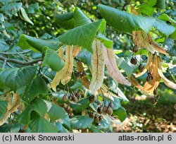 Tilia platyphyllos (lipa szerokolistna)