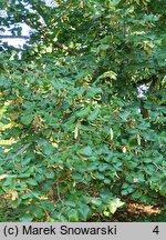 Tilia platyphyllos (lipa szerokolistna)