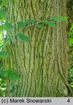 Tilia platyphyllos (lipa szerokolistna)