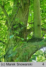 Tilia platyphyllos (lipa szerokolistna)