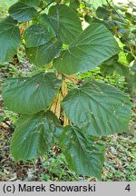 Tilia platyphyllos (lipa szerokolistna)