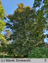 Tilia platyphyllos (lipa szerokolistna)