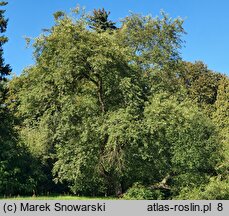 Padus serotina (czeremcha amerykańska)