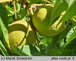 Juglans nigra (orzech czarny)