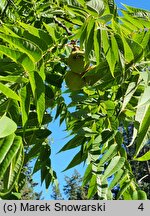 Juglans nigra (orzech czarny)