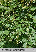 Tilia ×europaea Euchlora