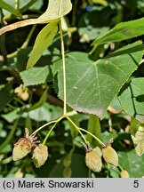 Tilia ×europaea Euchlora