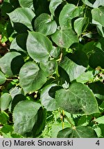 Tilia ×europaea Euchlora