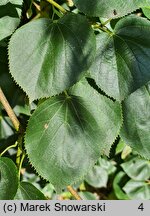 Tilia ×europaea Euchlora